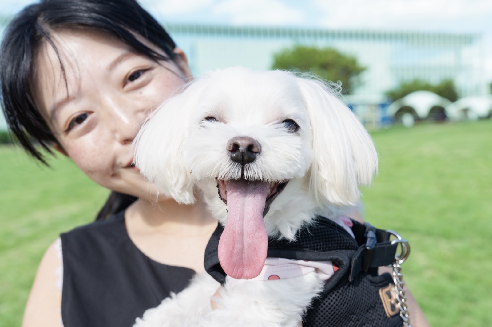 芝生で走るワンちゃんの写真