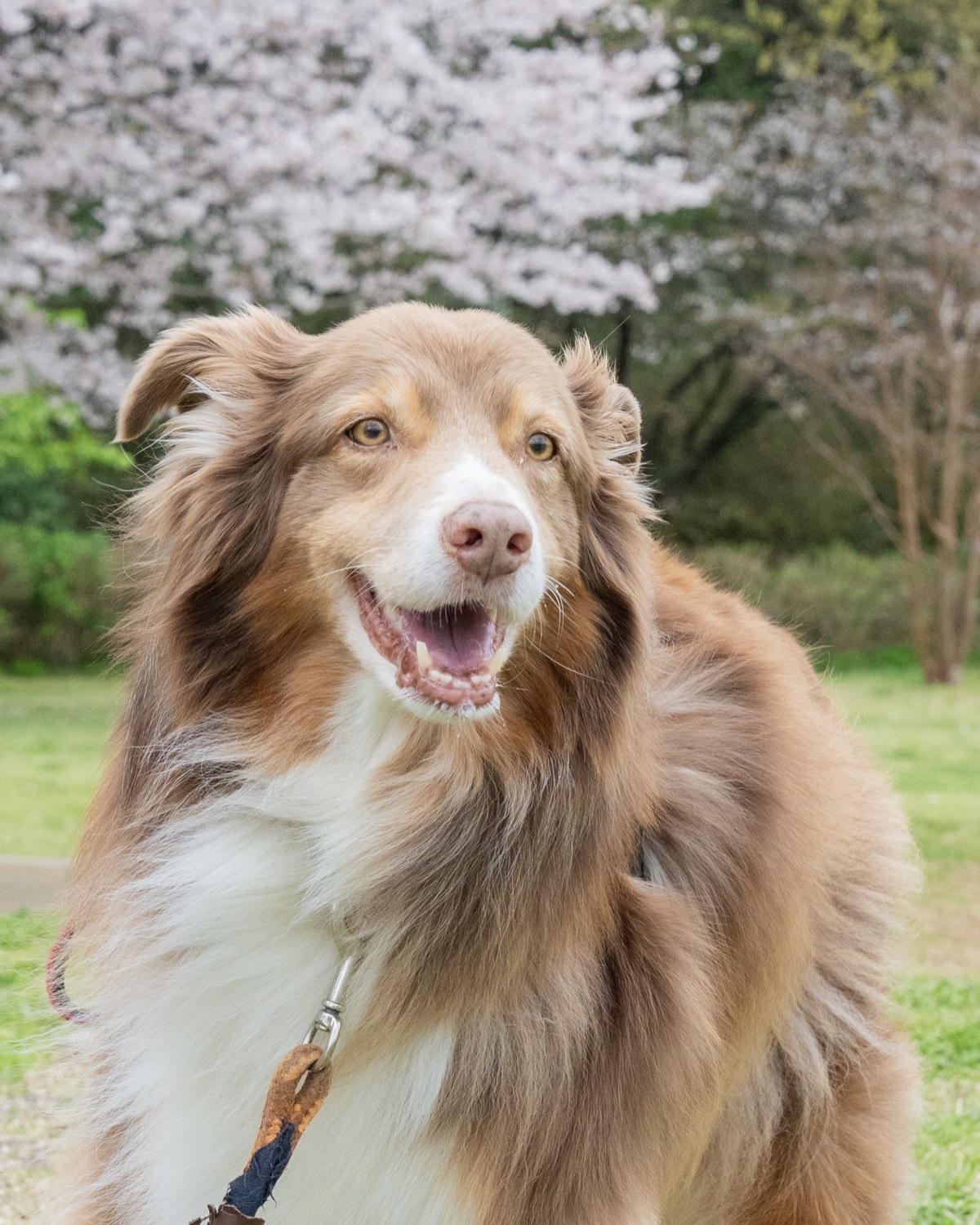 桜の前でワンちゃんを写した写真